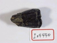 藏品(鹿上牙)的圖片